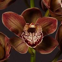 Орхидея цимбидиум 6 коричневая ветка Cymb T Chocobeer