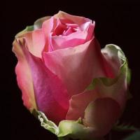 Троянда Бамбіна 60 см. Еквадор (шт, рожево-зелений)