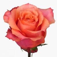 Троянда Гіпсі курйозу 60 см. Еквадор (шт, помаранчевий)