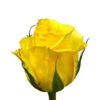 Троянда Тара 50 см. Еквадор (шт, жовтий)