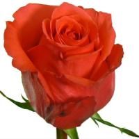 Троянда Рокстар 70 см. Еквадор (шт, червоний)
