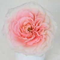 Троянда Майра брідал 50 см. Еквадор (шт, рожевий)