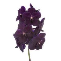 Орхидея ванда ветка Голландия Vanda Velvet Blackberry
