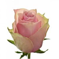 Троянда Атена 70 см. Кенія (шт, рожевий)