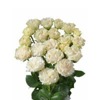 Троянда Іворі флоу 50 см. Кенія (шт, білий)