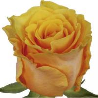 Троянда Фріда 50 см. Еквадор (шт, жовтий)