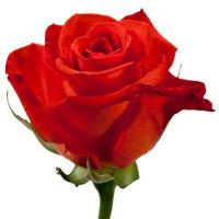 Троянда Маніту 60 см. Еквадор (шт, червоний)