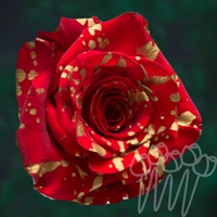 Троянда фарбована KF 18 golden confetti PNT 60 см Еквадор