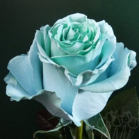 Троянда фарбована AS 22 aquamarine PNT 60 см Еквадор