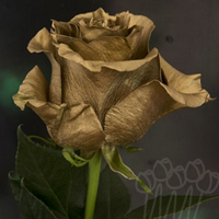 Троянда фарбована FP 04 Golden Prize PNT 60 см Еквадор