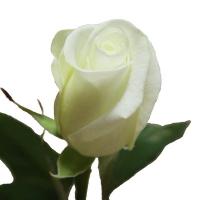 Троянда Акіто 60 см. Еквадор (шт, білий)