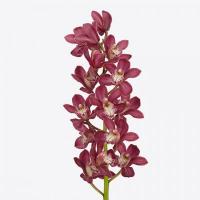 Орхидея цимбидиум 10 ветка Howard Robin