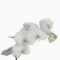 Орхидея фаленопсис Kyoto