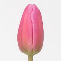 Тюльпан Jumbo Pink 30-40гр/30-40см Голландія (шт, рожевий)