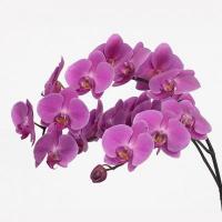 Орхидея фаленопсис Anthura Kunming