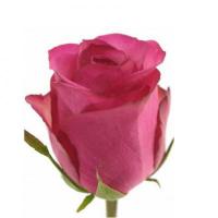 Троянда Ісадора 60 см. Кенія (шт, малиновий)