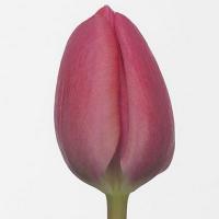 Тюльпан Carola 30-40гр/30-40см Голландія (шт, рожевий)