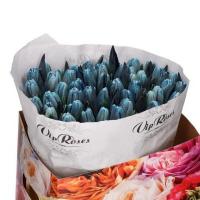 Тюльпан фарбований Royal Blue Vip Голландія