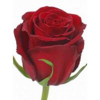 Троянда Роял експлорер 70 см. Еквадор (шт, червоний)