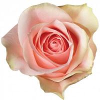 Троянда Амороса 50 см. Еквадор (шт, рожевий)