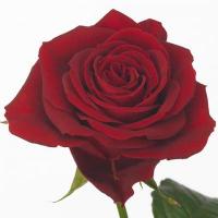 Троянда Фуріоза 50 см. Кенія (шт, червоний)