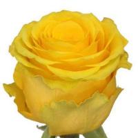 Троянда Хаммер 70 см. Еквадор (шт, жовтий)