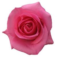 Троянда Пінк мартіні 100 см. Еквадор (шт, рожевий)