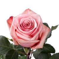 Троянда Гавана 70 см. Еквадор (шт, рожевий)
