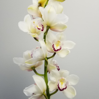 Орхідея цимбідіум 6 гілка Silver (біла)