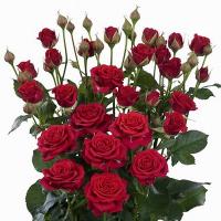 Троянда Мірабель кущ. 65 см. Асканія (шт, червоний)