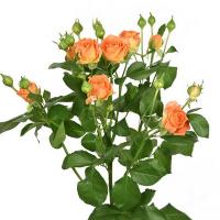 Троянда Оранж фаєр кущ. 75 см. Асканія (шт, помаранчевий)