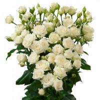 Троянда Жозефіна кущ. 65 см. Асканія (шт, білий)