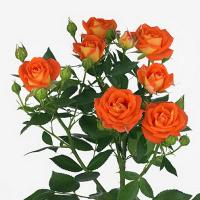 Троянда Фієста баблз кущ. 55 см. Асканія (шт, жовто-помаранчевий)
