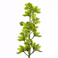 Орхидея цимбидиум 6 ветка Ali Anderson (зеленый)