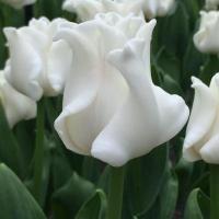 Тюльпан White Liberstar Голландия