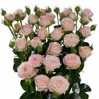 Троянда Бомбастик 1 бут. 50 см. Асканія (шт, рожевий)