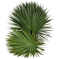 Пальма пачка Palmblad 80 см