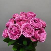 Троянда Місті баблз 1 бут. 40 см. Асканія (шт, бузково-рожевий)