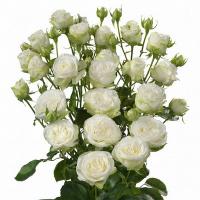 Троянда Міс бомбастик 1 бут. 40 см. Асканія (шт, білий)