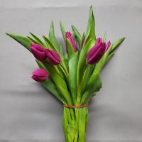 Тюльпан Pink Ardour Голландия