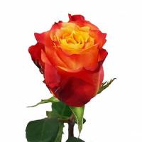 Троянда Атомік 60 см. Еквадор (шт, червоно-жовтий)