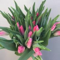 Тюльпан Bolroyal Pink Голландия