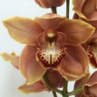 Орхидея цимбидиум 9 коричневая ветка Mrs Britney