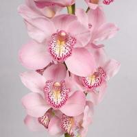 Орхидея цимбидиум 6 ветка Can King Jane (розовый)