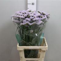 Статиця Tessa lavender 70-80см. Голландія (шт, бузковий)