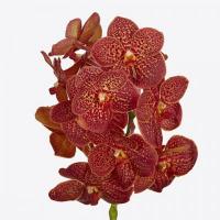 Орхидея ванда ветка Голландия Vanda Su Lava