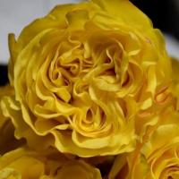 Троянда Хеллер 50 см. Кенія (шт, жовтий)