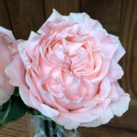 Троянда Арт нуво 60 см. Еквадор (шт, рожевий)