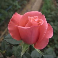 Троянда Леніс 45 см. Харків (шт, рожевий)