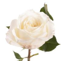 Троянда Алабастер 60 см. Еквадор (шт, білий)